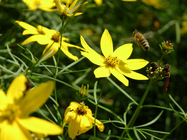 Jungmichels-Bienenflugshow