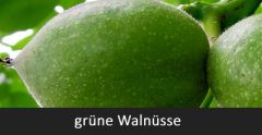Grüne Walnüsse und der richtige Erntezeitpunkt