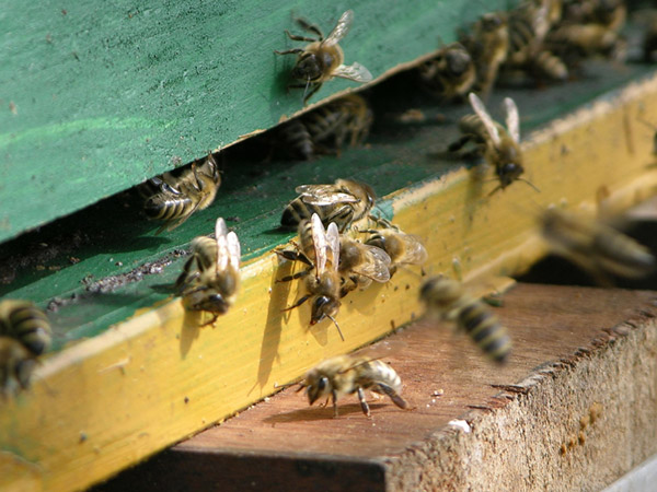 Bienen-an-Golz-beute