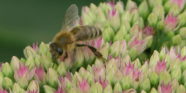 Bienenlady-auf-der-Fetthenne