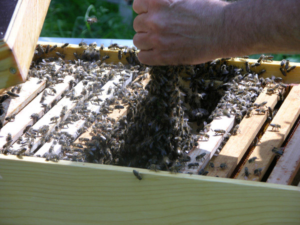 Umzug der Bienen in ihr neues Zuhause