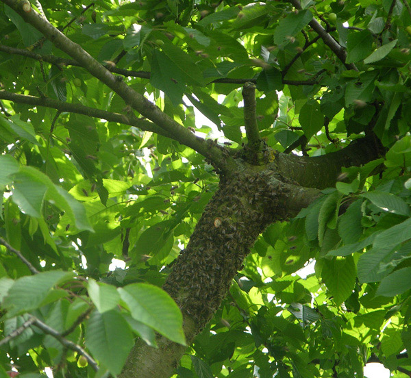 Bienenversammlung