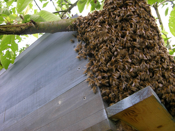 Bienenladies-beim-Einzug