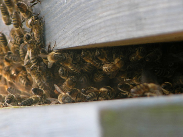 Bienenladies-gehen-freiwillig-in-die-Beute