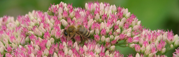 Fetthenne-und-Bienenladie