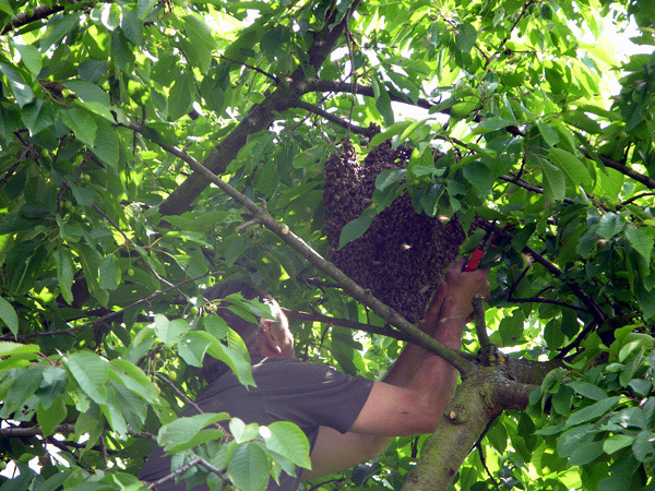 Bienenschwarm