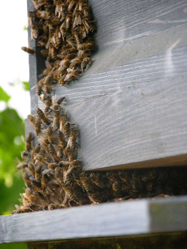 Jungmichels-Bienenladies-in-der-Beute