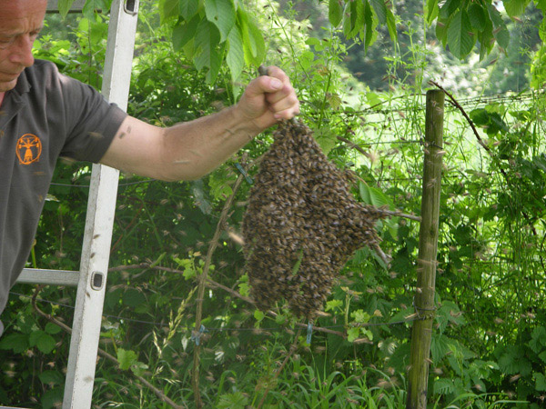 Einzelner-Bienenschwarm