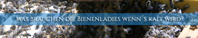sind deinen Bienenladies auch fit und gesund