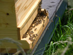 Bienen-am-Flugloch